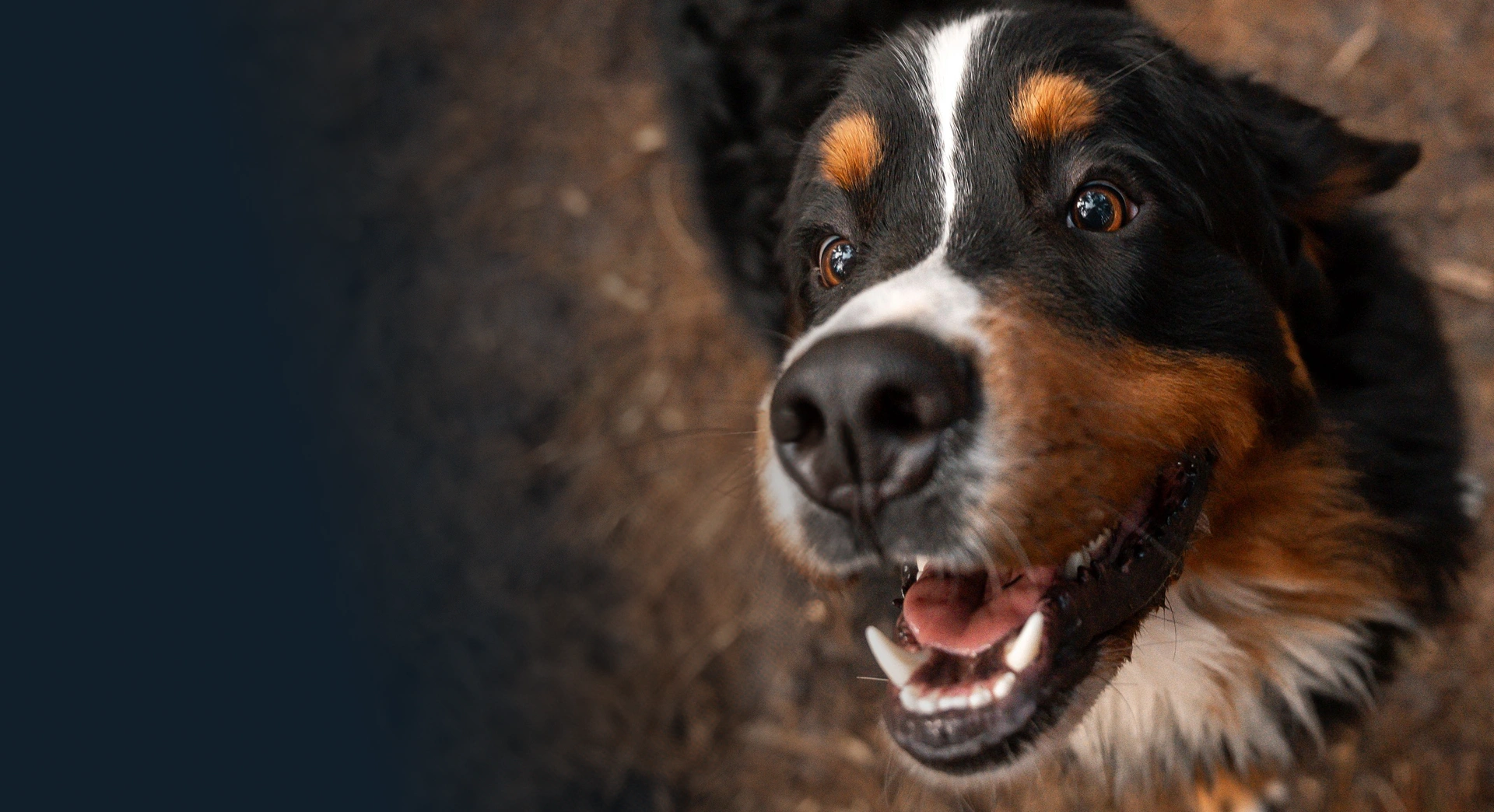 Clínica veterinaria Dr. Díaz Umpierre Banner Image