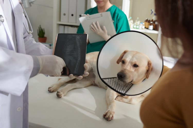 tipos-comunes-de-cirugias-veterinarias-y-cuando-son-necesarias